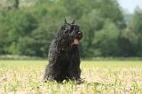 BOUVIER DES FLANDRES 524